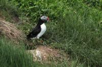 Scotland landscape and fauna