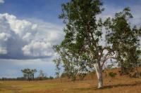 Australia  flora