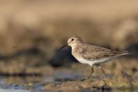 Calidris temminckii 