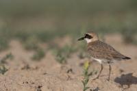 Charadrius leschenaultii