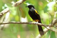 Icterus melanopsis