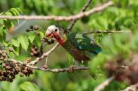 Amazona leucocephala