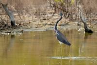 Egretta tricolor