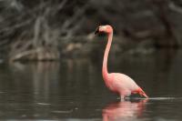 Phoenicopterus ruber