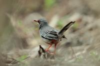 Turdus plumbeus