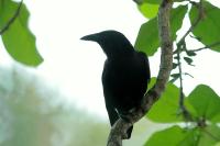 Corvus nasicus