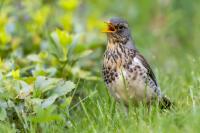 Turdus pilaris