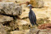 Egretta caerulea 