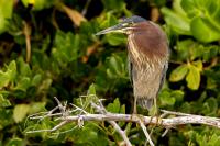 Butorides virescens