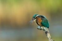 Alcedo atthis