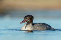 Mergus merganser