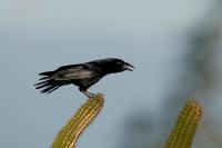 Corvus palmarum