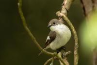 Ficedula hypoleuca