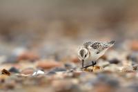 Calidris alba