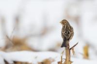 Emberiza calandra