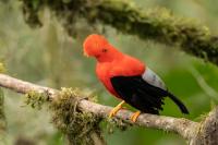 ECUADOR-FAUNA