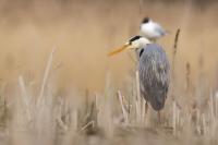 Ardea cinerea