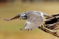 Accipiter gentilis