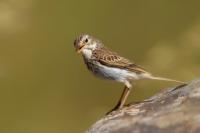 Anthus berthelotii