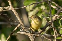 Vireo nanus