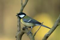 Parus major