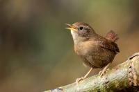 Troglodytes troglodytes