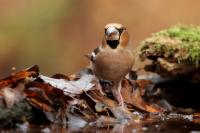 Coccothraustes coccothraustes