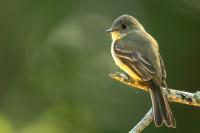 Dominican Republic-FAUNA