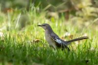 Mimus polyglottos