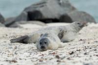 Harbor seal