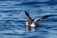 Madeira fauna