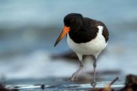 Haematopus ostralegus