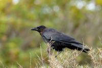 Corvus corone