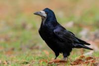 Corvus frugilegus