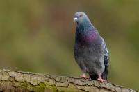 Columba livia domestica