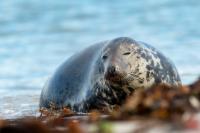 Grey seal