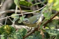 Setophaga caerulescens