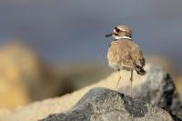 Charadrius vociferus