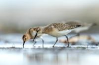 Calidris ferruginea