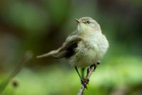 Phylloscopus collybita