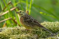 Emberiza citrinella