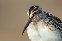 Calidris falcinellus