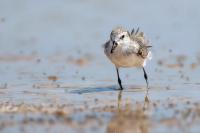 Calidris pusilla      