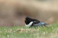 Turdus torquatus