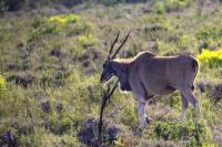 Common eland