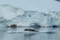 Leopard seal