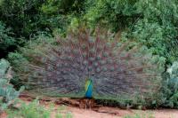 Pavo cristatus