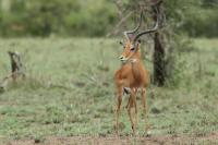 Impala