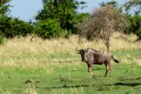 Blue wildebeest