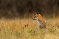 Red fox